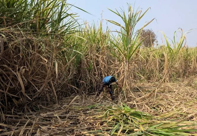 India May Halt Sugar Exports for Years as El Niño and Ethanol Demand Tighten Supplies
