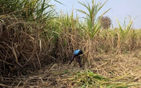 India May Halt Sugar Exports for Years as El Niño and Ethanol Demand Tighten Supplies