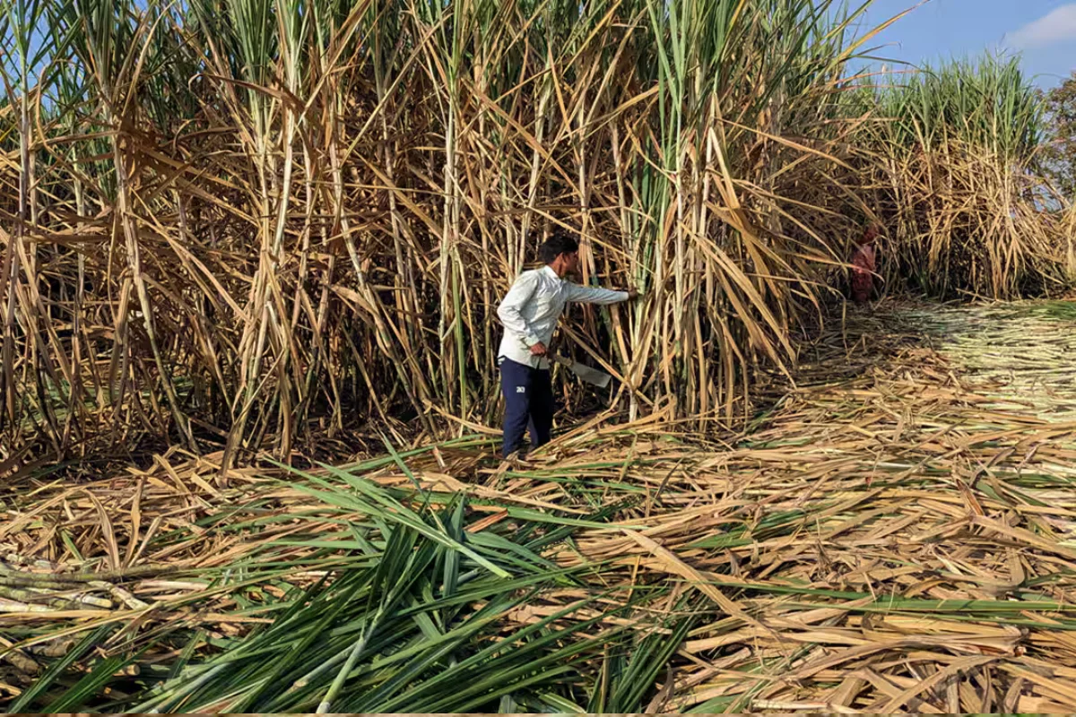 India Sugar Prices Rise Despite Record Sugarcane Production: What Is Driving the Supply Squeeze?