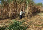 India Sugar Prices Rise Despite Record Sugarcane Production: What Is Driving the Supply Squeeze?