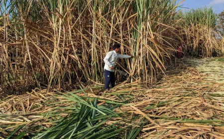 India Sugar Prices Rise Despite Record Sugarcane Production: What Is Driving the Supply Squeeze?