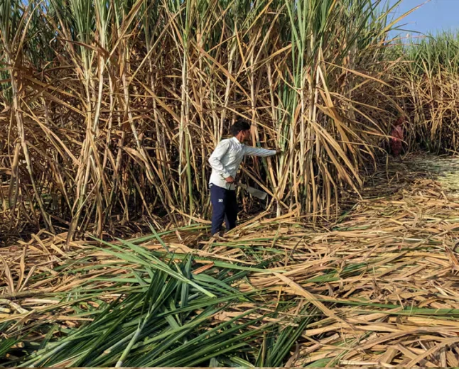 India Sugar Prices Rise Despite Record Sugarcane Production: What Is Driving the Supply Squeeze?